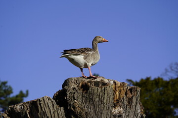 A male Greylag Goose (Anser anser) looks for a suitable nesting site in a tree. Berggarten - Hannover, Germany.
