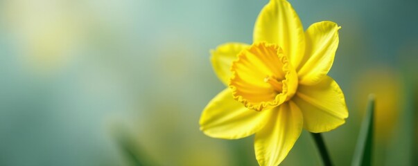 Fototapeta premium Close-up of a single daffodil flower with glistening yellow petals and delicate trumpet-shaped center, spring, daffodils