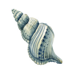 Blue spiral seashell watercolor illustration, ocean mollusk clipart, marine nature hand painted artwork