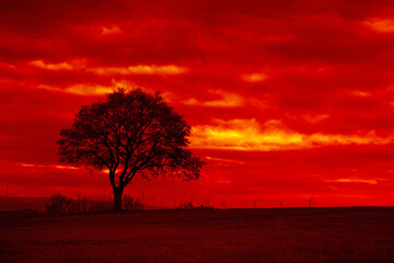Big tree silhouette on a red sky background