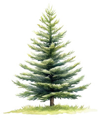 Fototapeta premium PNG Dwarf alberta spruce illustration watercolor plant.