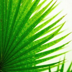 Obraz premium leaf texture close-up tropical green palm fronds, , flora, close-up photography
