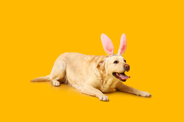 Funny Labrador dog with Easter bunny ears on yellow background