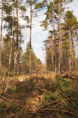 las,drzewo,wyrąb lasu,ścinka lasu,deforestacja,wiosna 