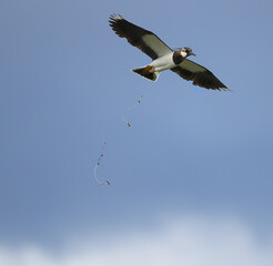 a lapwing in flight against the background of a white sky
