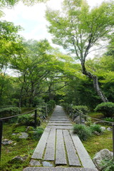 Obraz premium path in the woods