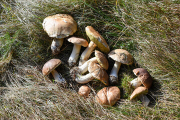 A bunch of large porcini mushrooms in dry grass. Mushroom harvest.