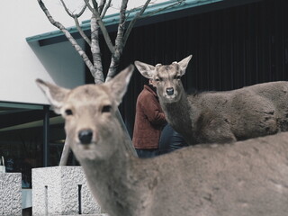 white tailed deer