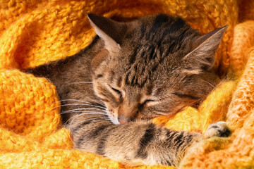 Cat under yellow coat