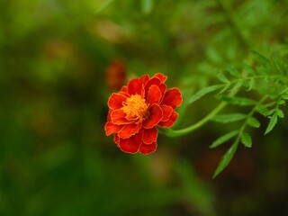 Close-up shot of an orange marigold flowering in nature
