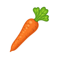 Fresh orange carrot with vibrant green tops symbolizing health and freshness Isolated on white background