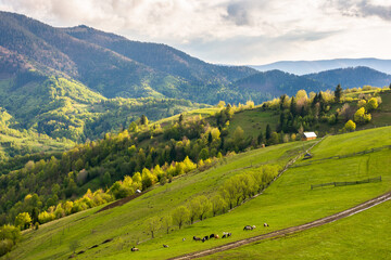 Fototapeta premium countryside landscape in spring. forested carpathian mountains with grassy rolling hills in evening light. village outskirts in transcarpathia region. blue sky with clouds