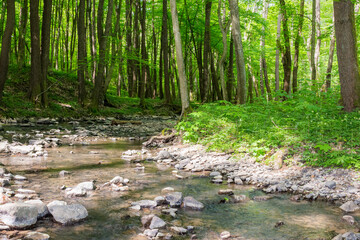 shallow creek in the forest. green park outdoors with foliage trees on the shore in spring. nature...