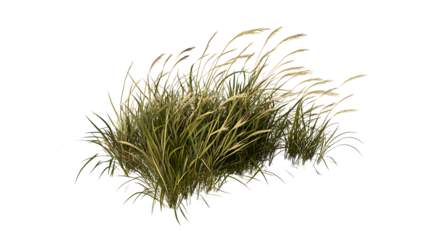 Green dry grass 3D render isolated on transparent background, PNG