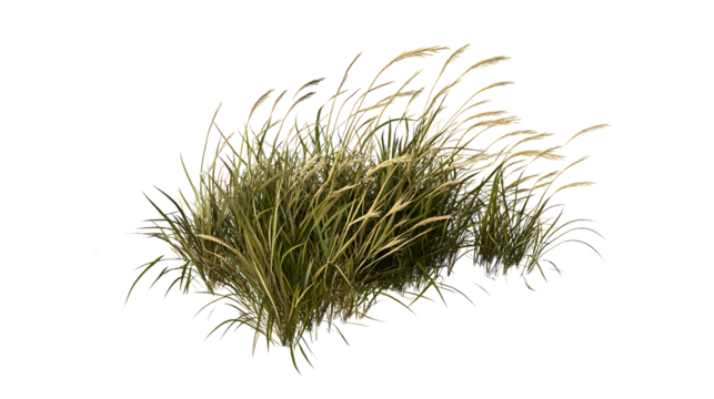 Green dry grass 3D render isolated on transparent background, PNG