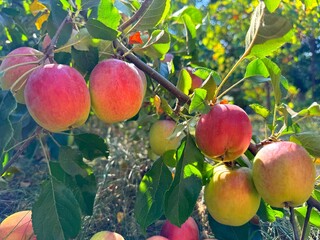 Ripe apples fruits on tree