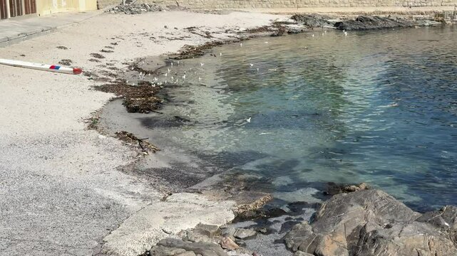 Seagulls frolicking in the water on the edge of a beach in Sea Point, Cape Town.