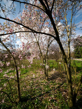 Parco Sempione in Milan, Italy, at March