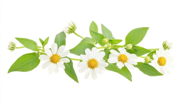 Bhringraj. Eclipta Alba - False Daisy Ayurvedic Herb, Ancient Medicine from Asia