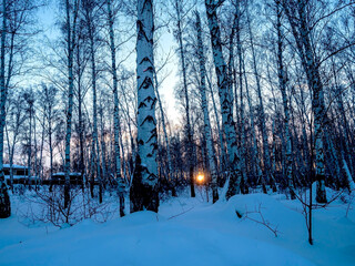 Winter frosty landscape with sunset in birch forest