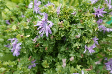 Fototapeta premium endive cultivation. planting escarole in the backyard garden.escarole flower. purple flower for seeds