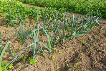 cultivation of garlic leek in the soil with ridges. leek plant growing in the field