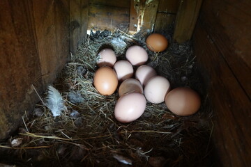 collecting home-grown eggs from chicken coops. Home eggs collected from hens in the backyard garden. © tonifrito