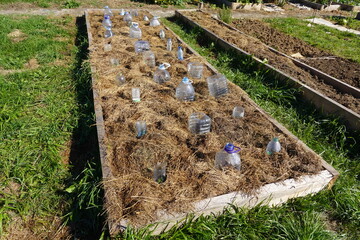 protected cultivation with water bottles in a raised wooden bed in the organic vegetable garden....