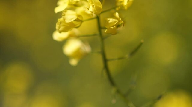 Close up footage of sinapis alba , yellow mustard blossom flowers, shallow depth of field isolated slow motion 100fps. Isolated shot on single flower, blowing by the wind