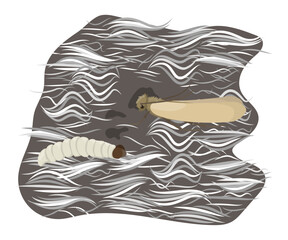 Clothes moth and larva eating wool, damaging textile fibers