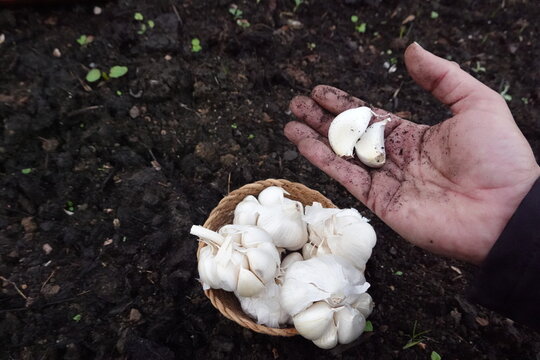 man's hands hold garlic cloves to grow garlic. garlic planting