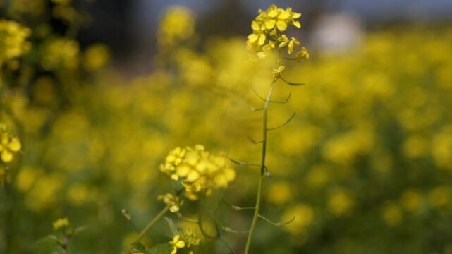 Close up footage of sinapis alba , yellow mustard blossom flowers, shallow depth of field isolated slow motion 100fps. Focus pull from background to foreground .
