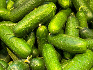 Stacked rows of cucumbers as background. Texture cucumbers, fresh little green cucumbers in large...