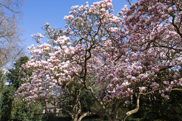 Magnolia flowers blooming in the spring garden with blue sky background
