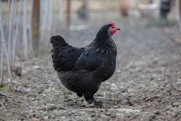 A black chicken walks on the ground.