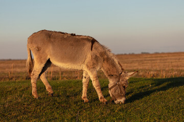 A grey donkey grazes against the backdrop of a green meadow and blue sky.