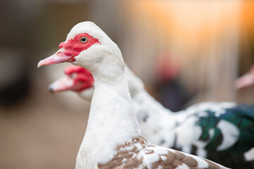 Birds on a farm. Close-up of Muscovy ducks grazing on the ground against the backdrop of sunlight.