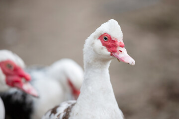 Birds on the farm. White Muscovy duck close-up.
