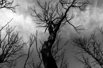 Termoli, Molise, Italy: pine forest after fire