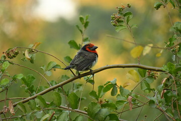 black-collard barbet