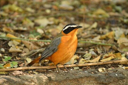white-browed robin-chat