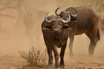 Cape buffalo