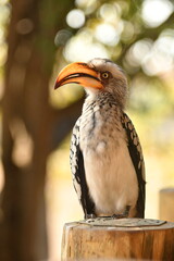 Southern yellow-billed hornbill