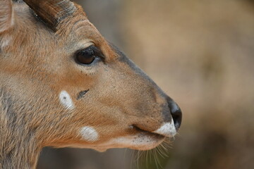 Bushbuck ram