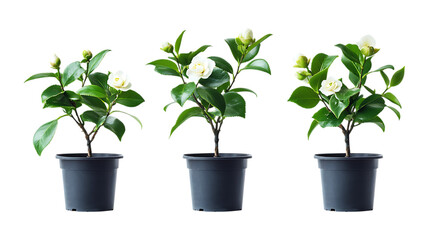 Obraz premium Pack of Camellia Sinensis Plant in Pot set Against Transparent Background for Tea Branding, Organic Farming Promotion, or Botanical Design Projects