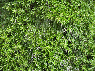 Fototapeta premium Leaves of blackboard tree or Saptaparni, known as Alstonia Scholaris. A type of evergreen tree planted in tropical and subtropical countries. Seven fingered leaves, in their typical green color.
