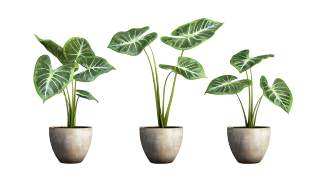 Pack of Alocasia Plant in Pot set Against Transparent Background for Interior Decor, Botanical Branding, or Gardening Design Projects