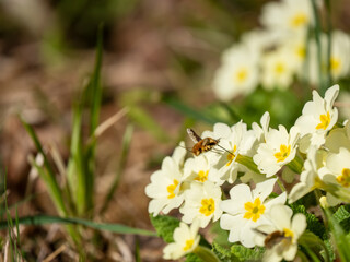 Obraz premium Dark-edged Bee-fly Feeding on Primrose