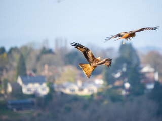 Two Red Kite Bird in Flight Passing