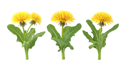 Dandelion Greens Set of Three Different Poses on Transparent Background for Healthy Eating, Farm-to-Table Branding, or Nutritional Marketing